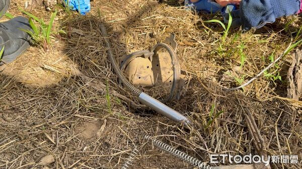 Đặt bẫy lợn rừng ngoài ruộng, ông nội đau lòng trước sự việc xảy ra sau đó Ảnh 1