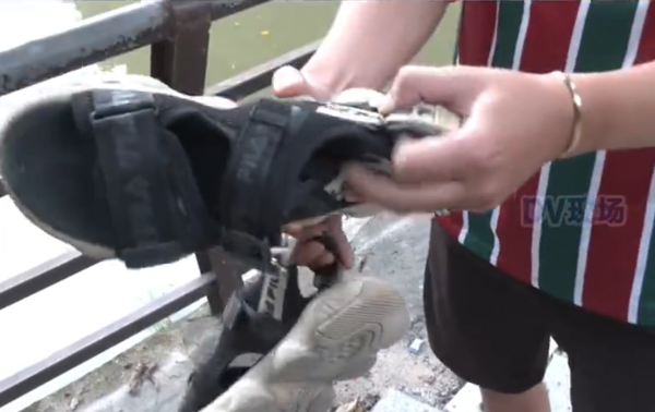 Con cá sấu 'chết' bất ngờ sống lại lúc vận chuyển, tài xế kinh hãi gọi cảnh sát Ảnh 2