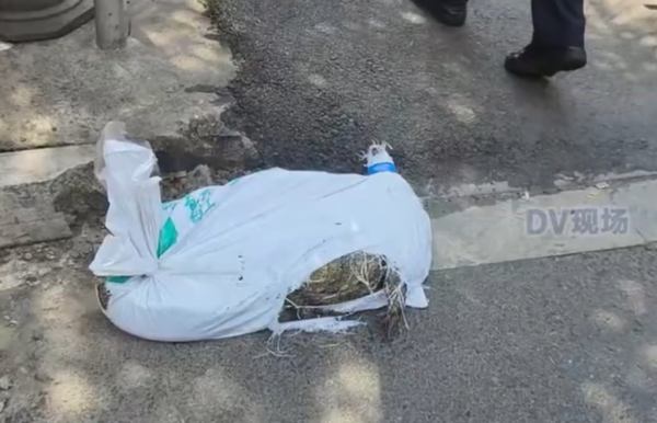 Con cá sấu 'chết' bất ngờ sống lại lúc vận chuyển, tài xế kinh hãi gọi cảnh sát Ảnh 1