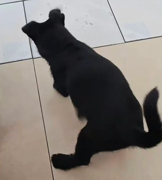 Chó nuôi liên tục có biểu hiện lạ khi về nhà mới, người chủ đào sàn nhà lên thì thấy cảnh tượng bất ngờ Ảnh 1