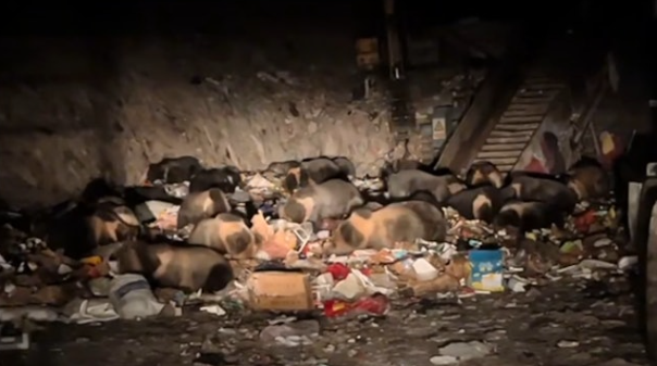 Ảnh: Tin tức Bắc Kinh.