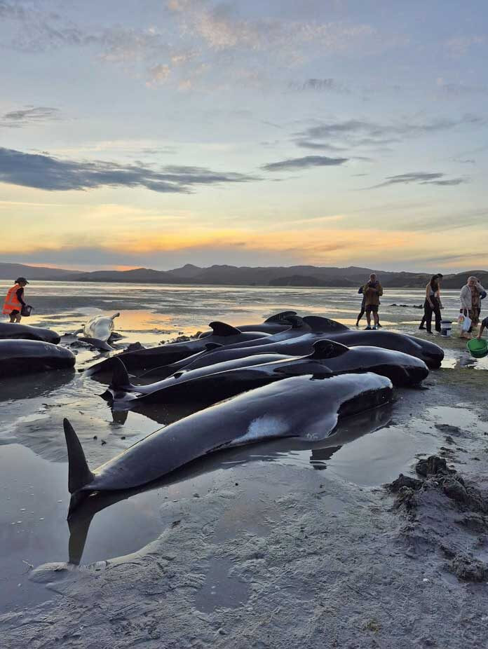 Ảnh: Facebook Project Jonah.