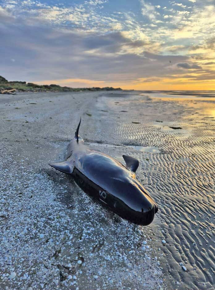 Ảnh: Facebook Project Jonah.