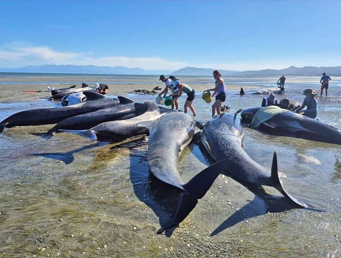 Ảnh: Facebook Project Jonah.