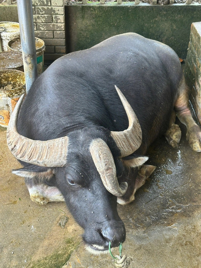 Chú trâu 3 sừng ở Tuyên Quang. Ảnh: báo Dân Trí