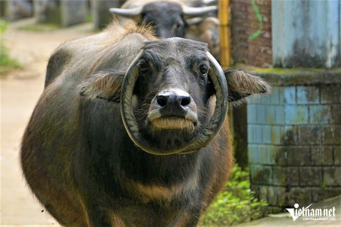 Con trâu có cặp sừng mọc ngược ở Đà Nẵng. Ảnh: VietNamNet