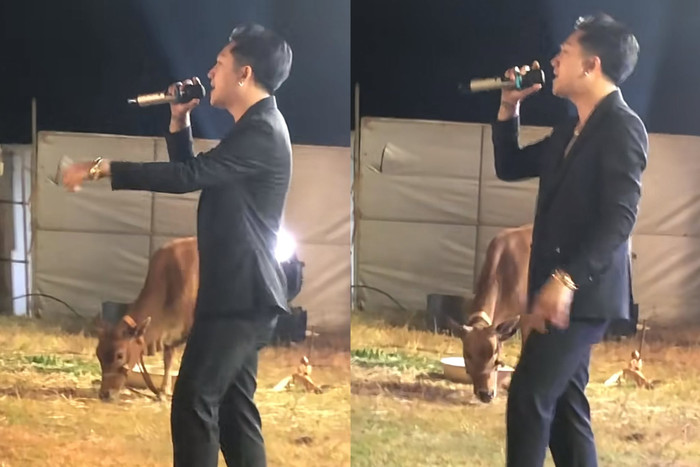 Nam ca sĩ Việt biểu diễn ở đồng cỏ, con bò bên cạnh 'gây sốt' Ảnh 1