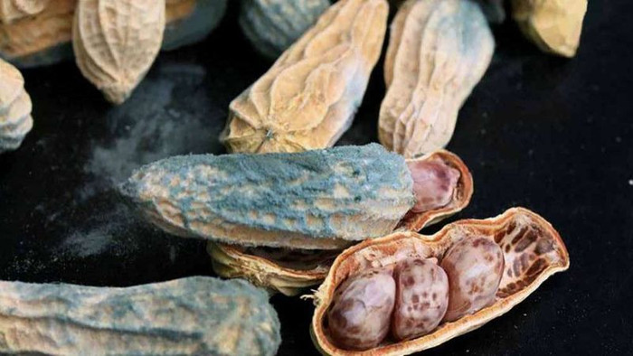 Không nên sử dụng loại hạt bị mốc.