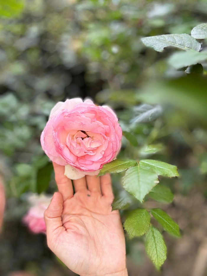 Tổ ấm của Kim Hiền cũng trán ngập hoa.&nbsp;