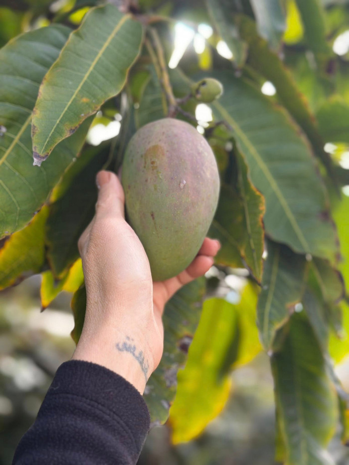 Nữ diễn viên trồng nhiều loại cây trong vườn nhà.