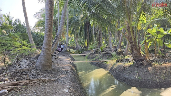 Chồng đi chặt dừa thuê, người vợ gục ngã trước sự việc xảy ra sau đó Ảnh 1