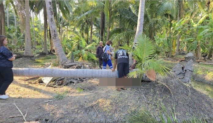 Chồng đi chặt dừa thuê, người vợ gục ngã trước sự việc xảy ra sau đó Ảnh 3