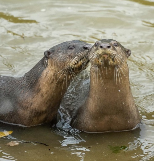 Một loài vật bị đưa vào danh sách triệt sản vì 'gây rối' con người Ảnh 1