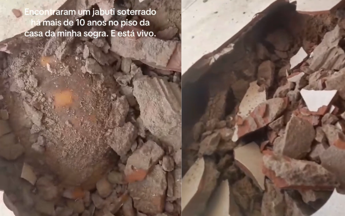 Đập sàn nhà để sửa chữa, gia đình bất ngờ phát hiện thứ bị 'chôn sống' suốt 10 năm Ảnh 2