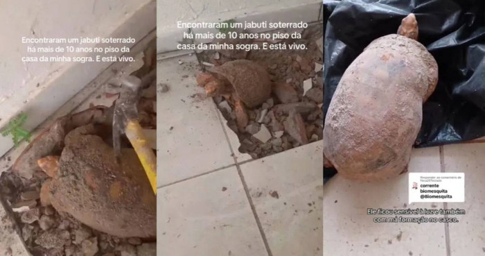 Đập sàn nhà để sửa chữa, gia đình bất ngờ phát hiện thứ bị 'chôn sống' suốt 10 năm Ảnh 1