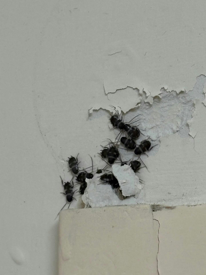 Chuyển vào nhà mới chưa đầy nửa tháng, người đàn ông hoảng loạn phát hiện đốm đen dày đặc trên khung cửa Ảnh 1