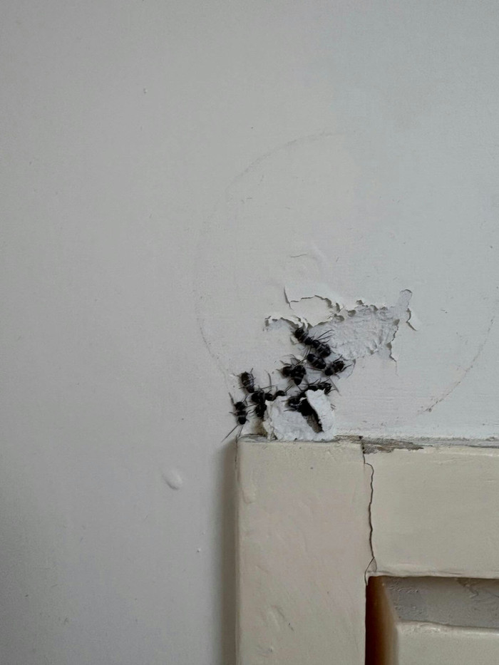 Chuyển vào nhà mới chưa đầy nửa tháng, người đàn ông hoảng loạn phát hiện đốm đen dày đặc trên khung cửa Ảnh 2