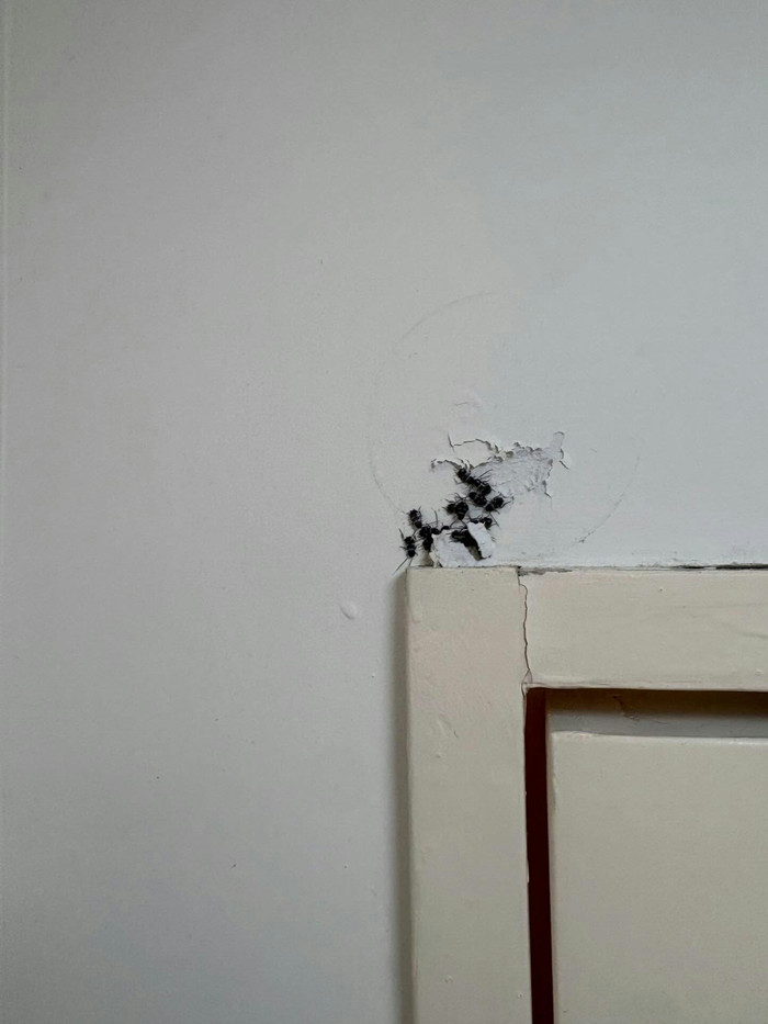 Chuyển vào nhà mới chưa đầy nửa tháng, người đàn ông hoảng loạn phát hiện đốm đen dày đặc trên khung cửa Ảnh 3