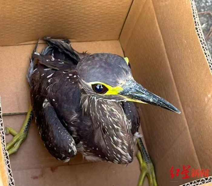 Đi câu cá, người đàn ông bắt được loài chim quý hiếm nhất thế giới Ảnh 1