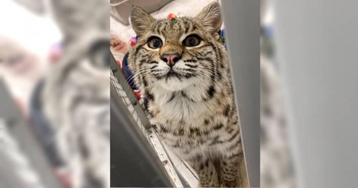 Cứu mèo hoang trước hiên nhà, người phụ nữ bàng hoàng khi biết sự thật Ảnh 1