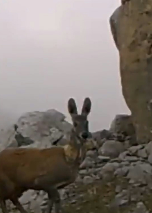 Loài vật cực quý hiếm bất ngờ xuất hiện, cảnh tượng gây kinh ngạc Ảnh 1