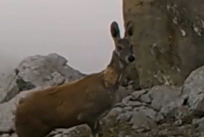 Loài vật cực quý hiếm bất ngờ xuất hiện, cảnh tượng gây kinh ngạc Ảnh 2