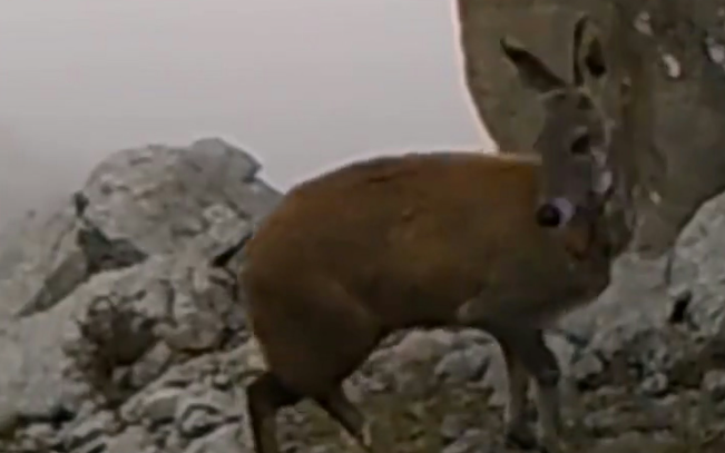 Loài vật cực quý hiếm bất ngờ xuất hiện, cảnh tượng gây kinh ngạc Ảnh 3
