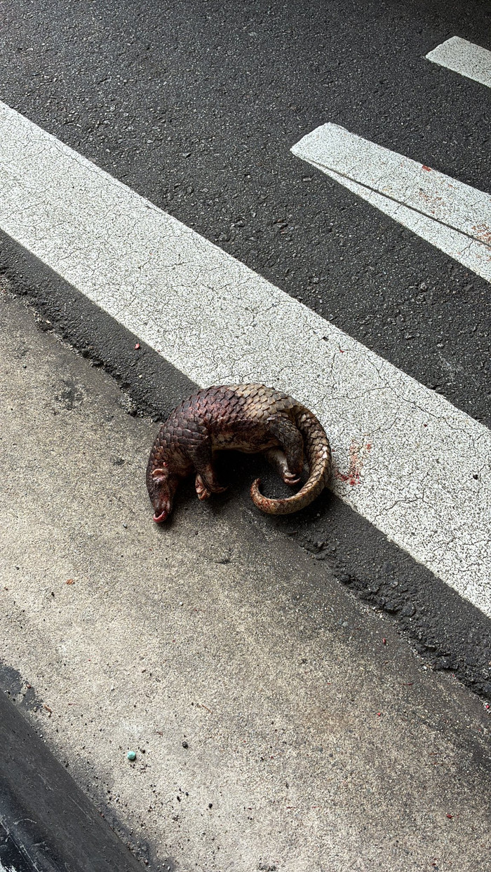 Hai con thú quý hiếm bị xe tông chết trên đường, cảnh tượng gây đau lòng Ảnh 2