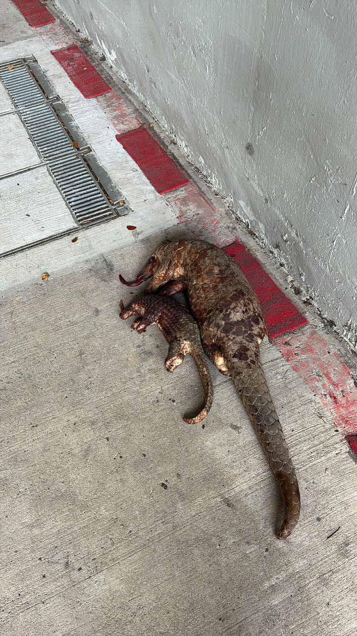 Hai con thú quý hiếm bị xe tông chết trên đường, cảnh tượng gây đau lòng Ảnh 3