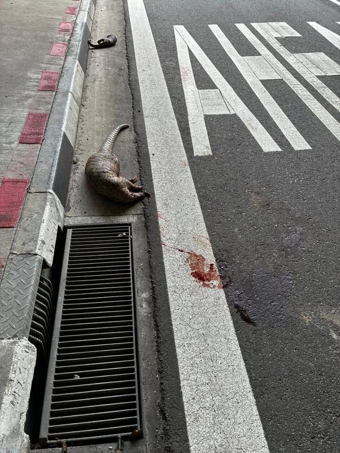 Hai con thú quý hiếm bị xe tông chết trên đường, cảnh tượng gây đau lòng Ảnh 1