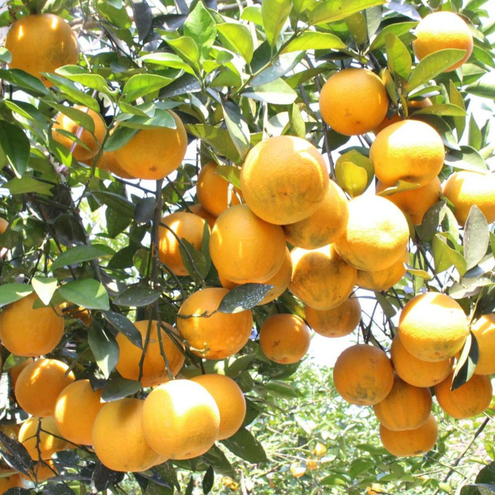 Cam Vinh cực nổi tiếng ở Nghệ An.