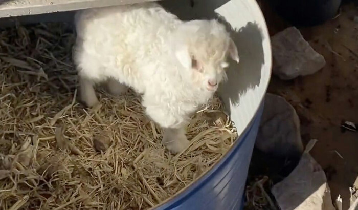 Xôn xao con vật lăn ra 'chết' khi người lớn chạm vào, sự thật đằng sau gây sốc Ảnh 2