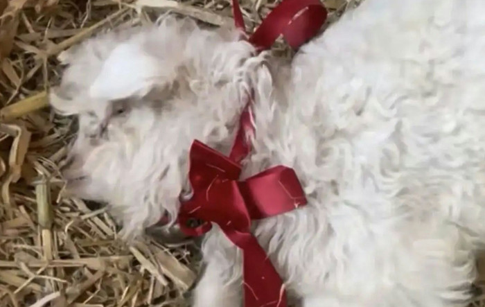 Xôn xao con vật lăn ra 'chết' khi người lớn chạm vào, sự thật đằng sau gây sốc Ảnh 3