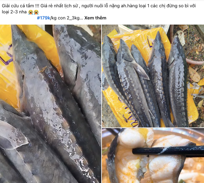 Loại cá từng được mệnh danh chỉ dành cho giới đại gia, nay rớt giá khó tin trên chợ mạng Ảnh 2