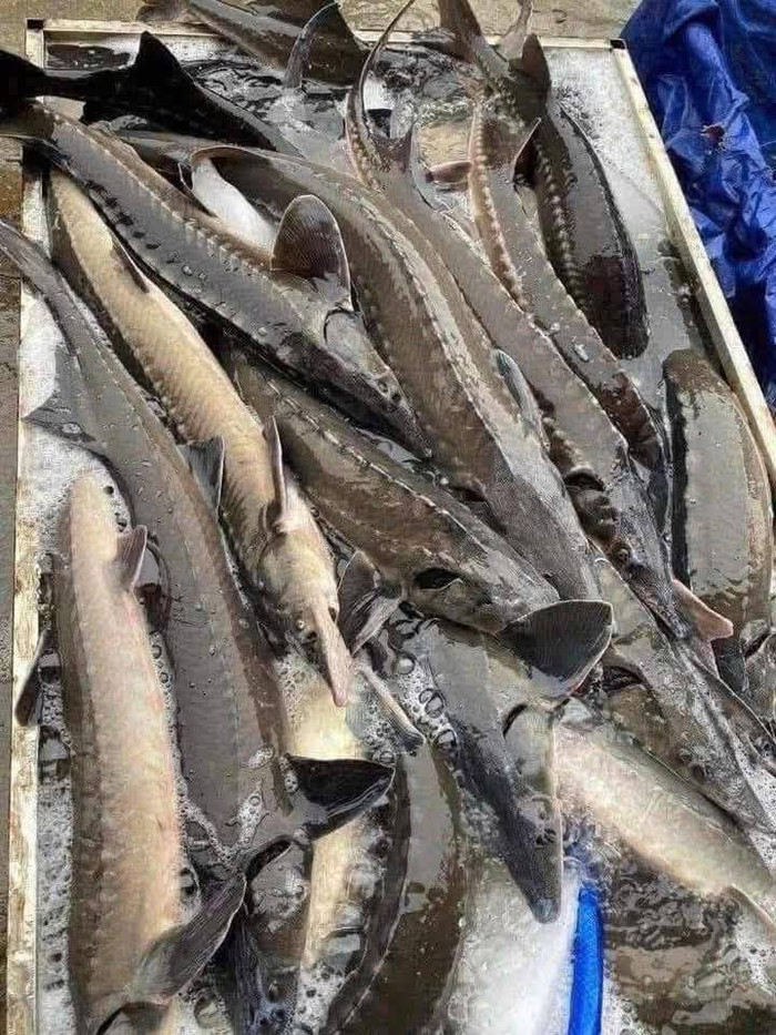 Cá tầm hiện tại có giá rẻ bất ngờ