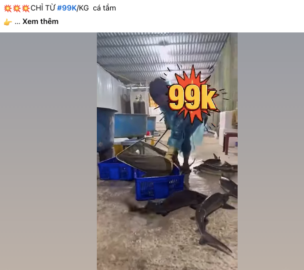 Loại cá từng được mệnh danh chỉ dành cho giới đại gia, nay rớt giá khó tin trên chợ mạng Ảnh 4