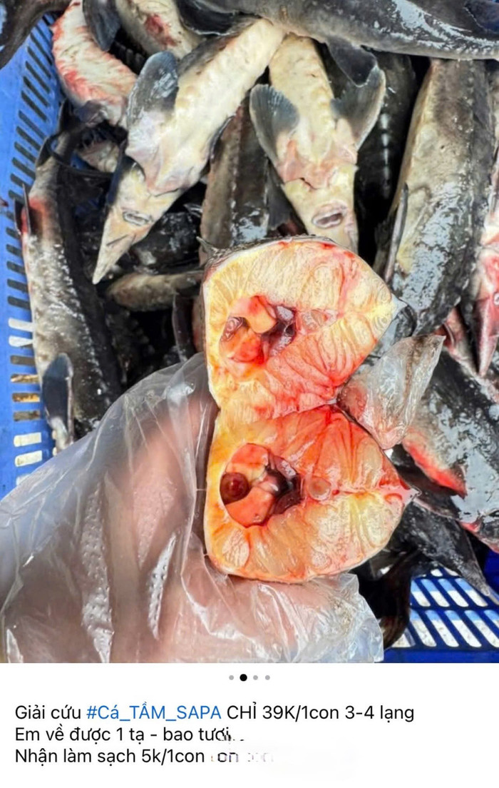 Những bài đăng bán cá tầm trên chợ mạng với giá rẻ bất ngờ.
