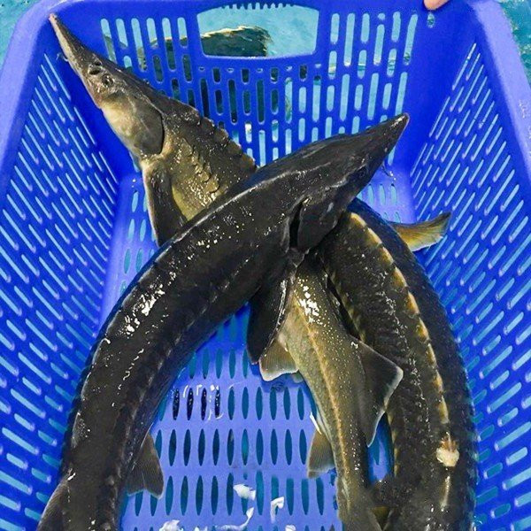 Người tiêu dùng nên lựa chọn cá tầm rõ nguồn gốc để bảo đảm an toàn cho sức khoẻ.