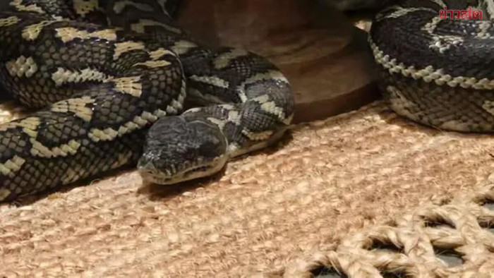 Tỉnh giấc giữa đêm, người chồng kinh hoàng khi thấy 'vị khách' nằm trên ngực vợ Ảnh 1