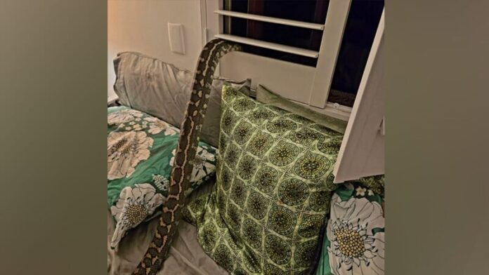 Tỉnh giấc giữa đêm, người chồng kinh hoàng khi thấy 'vị khách' nằm trên ngực vợ Ảnh 2