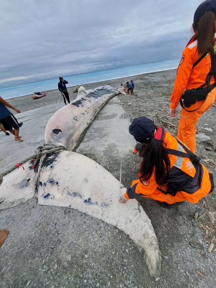 Phát hiện xác sinh vật khổng lồ dài 15 mét trong lưới đánh cá, người dân xôn xao Ảnh 2