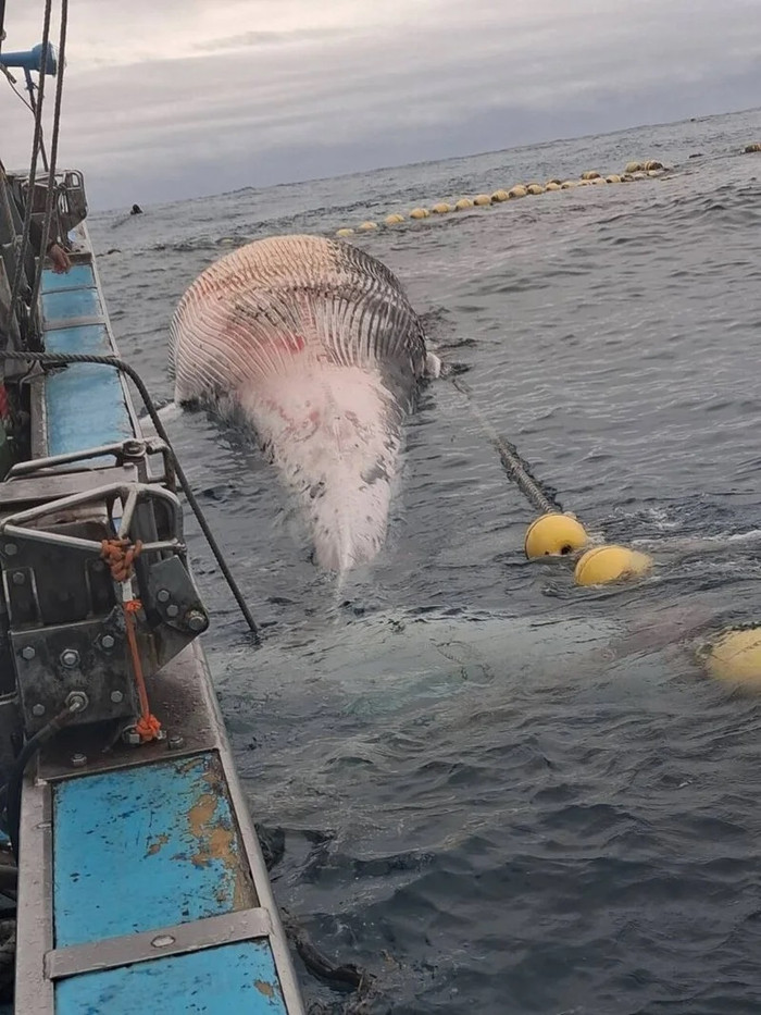 Phát hiện xác sinh vật khổng lồ dài 15 mét trong lưới đánh cá, người dân xôn xao Ảnh 3