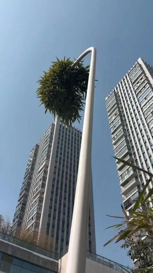 Cây tre mọc theo cách chưa từng có trên đường phố, người dân xôn xao Ảnh 2