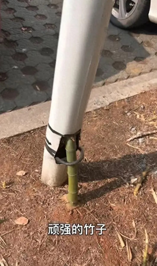 Cây tre mọc theo cách chưa từng có trên đường phố, người dân xôn xao Ảnh 1