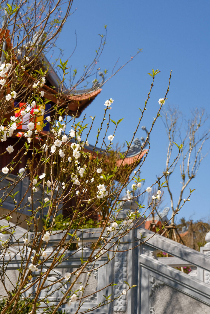 Những loài hoa khoe sắc, báo hiệu mùa xuân đã về. Ảnh: Phạm Trường