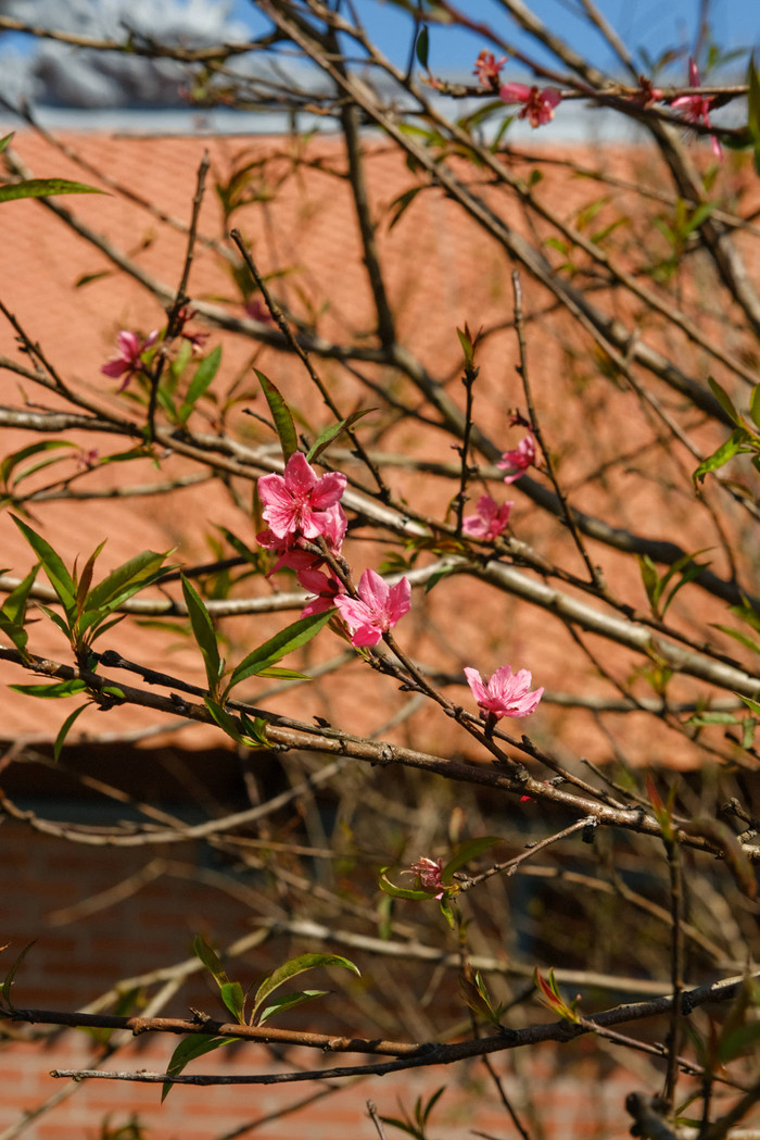 Địa điểm được ví như 'Đà Lạt giữa lòng Khánh Hoà' được du khách đổ xô đến tham quan Ảnh 14