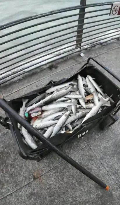 Xôn xao hàng loạt con cá bị 'đóng băng' dưới dòng nước, người dân kéo nhau đến vớt 'chiến lợi phẩm' Ảnh 3