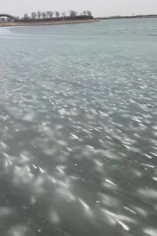 Xôn xao hàng loạt con cá bị 'đóng băng' dưới dòng nước, người dân kéo nhau đến vớt 'chiến lợi phẩm' Ảnh 1