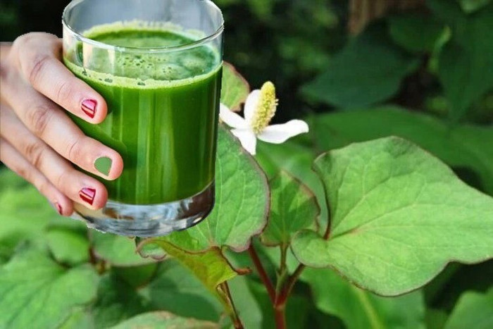 Hoà Minzy thường xay nước rau diếp cá để sử dụng. Ảnh minh hoạ