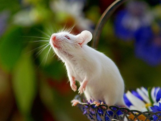 Từ ngày mai, 4 con giáp thoát Tam Tai, vận tiền bạc khởi sắc suốt 2 năm tới Ảnh 2